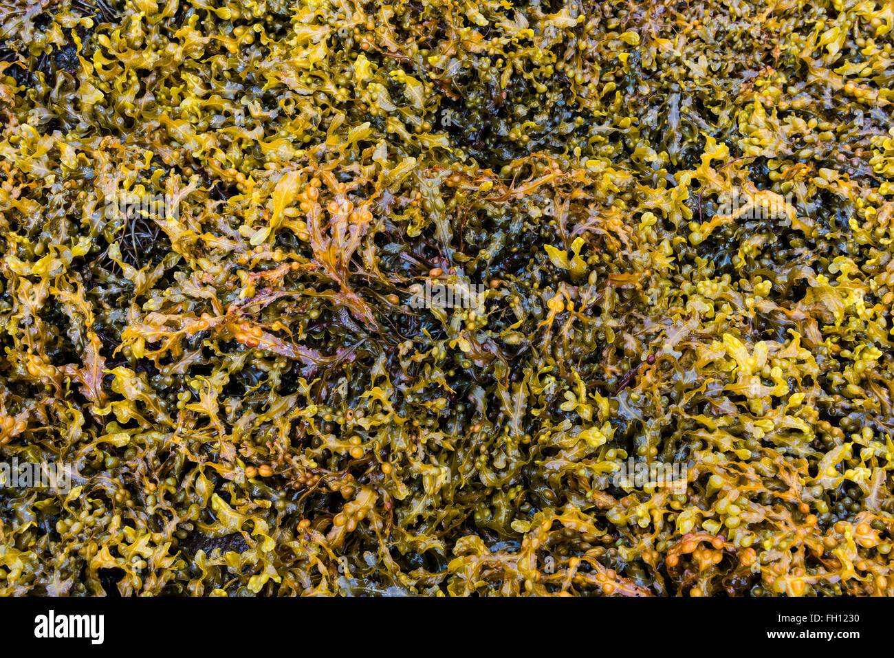 Braunalgen am Ufer des Ozeans. Stockfoto