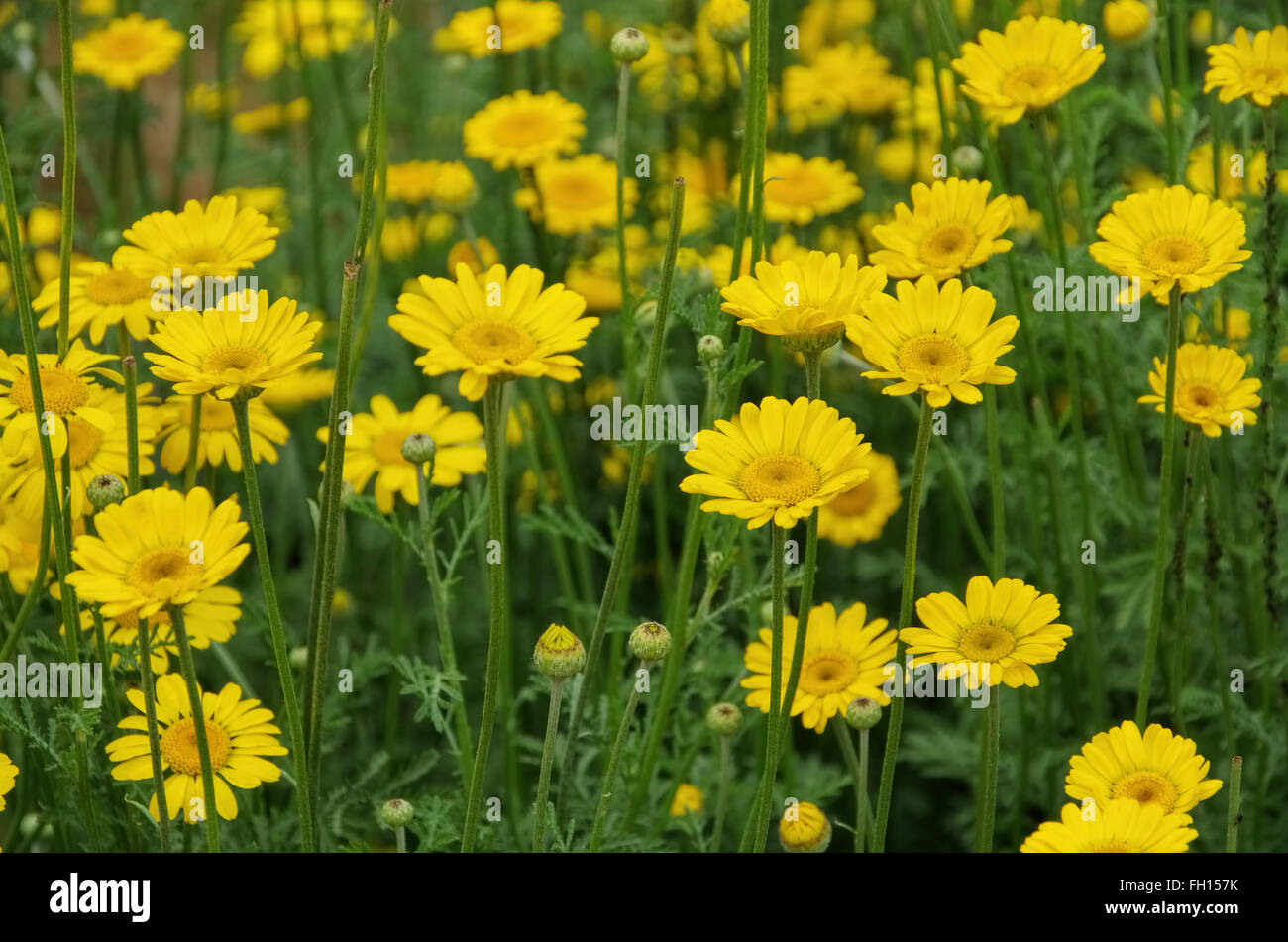Färberkamille, Eine Wildpflanze - gelbe Kamille, Wildblumen, Cota tinctoria Stockfoto
