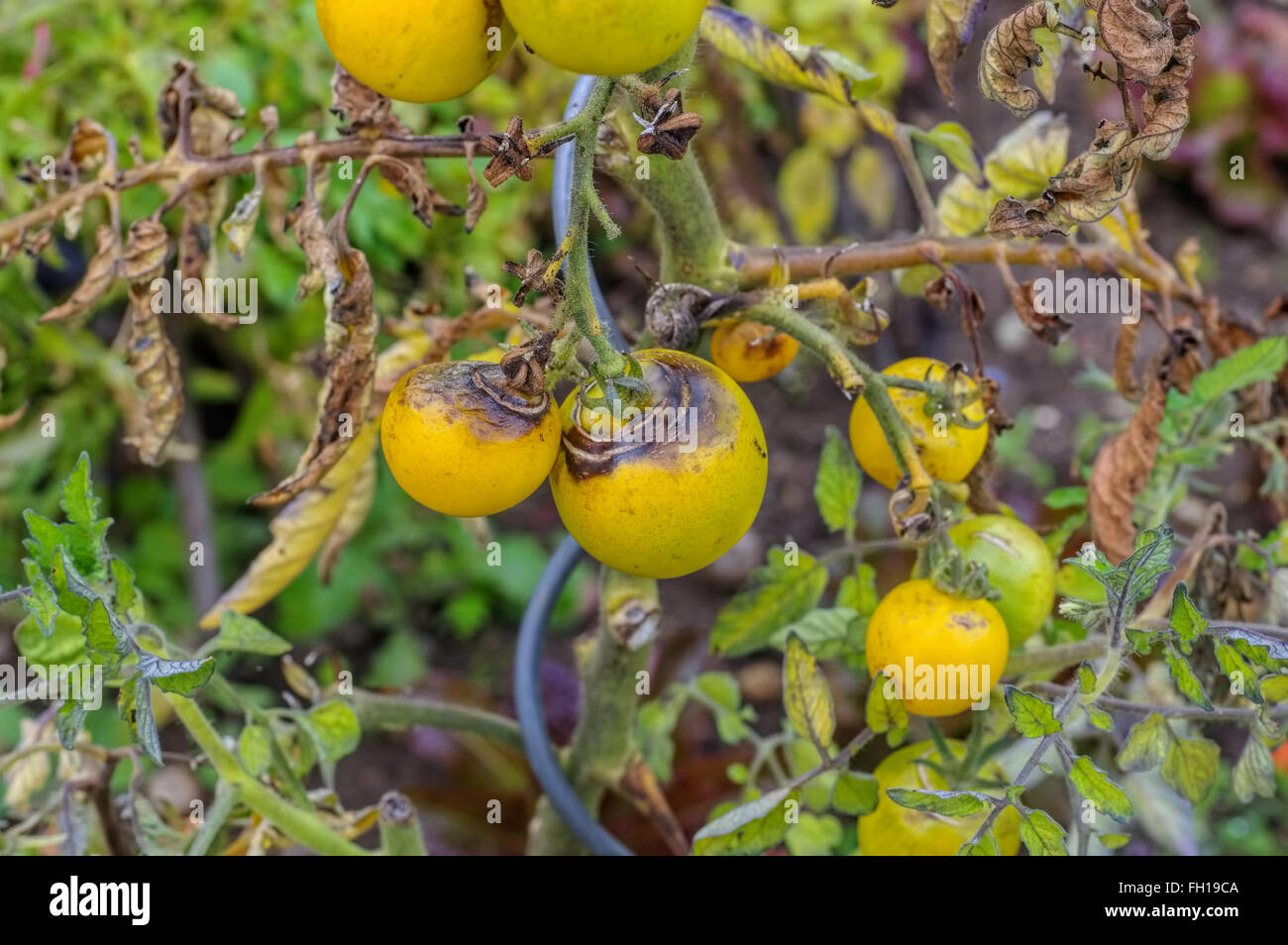 Tomate Braunfaeule Im Garten - Tomaten die Kraut-und Knollenfäule im Garten Stockfoto