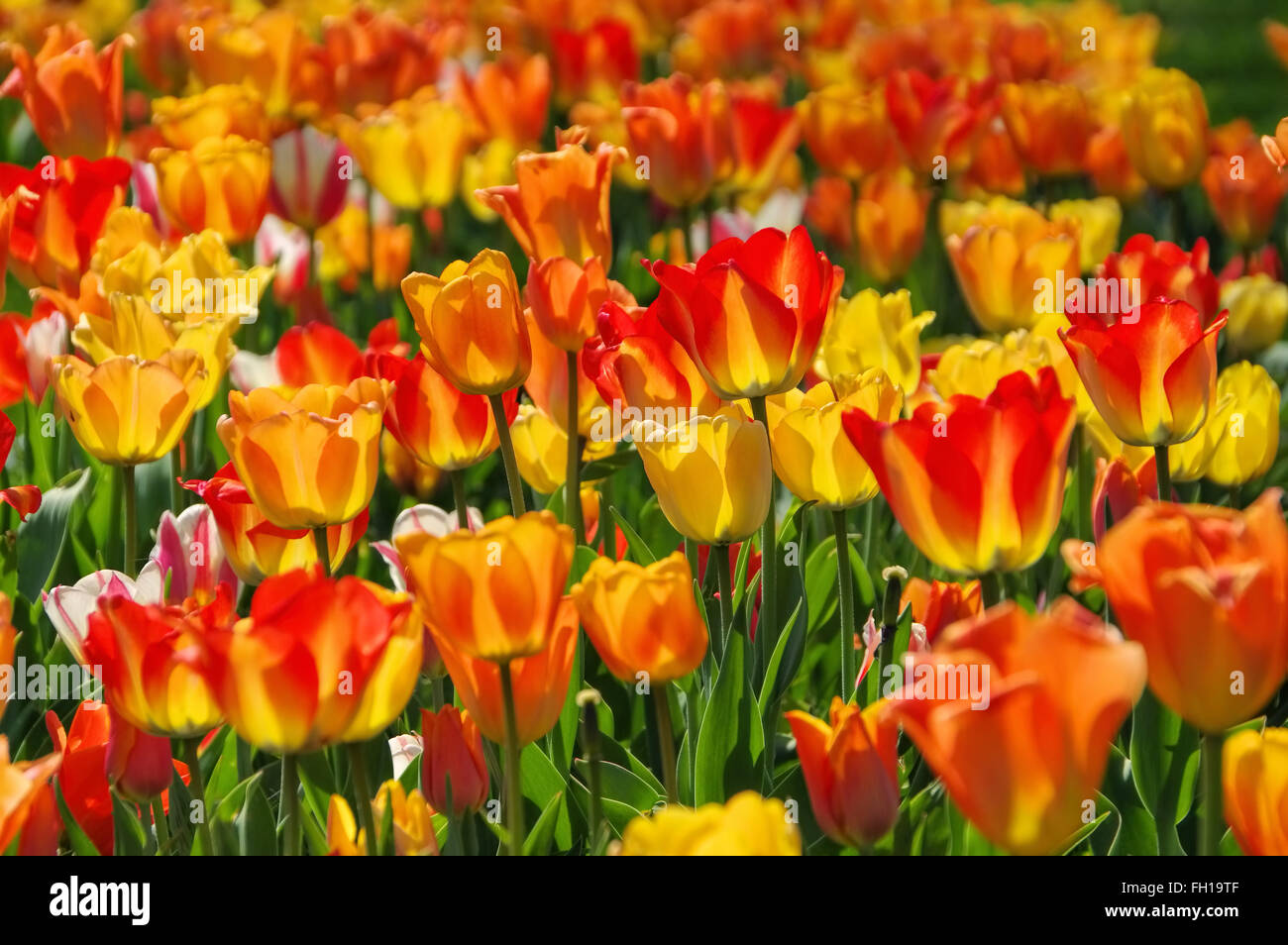 Tulpenbeet in Gelb Und Rot - Bett von Tulpen in rot und gelb im Frühling Stockfoto