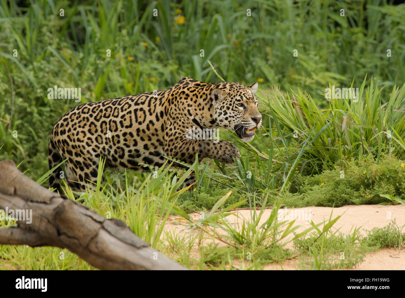 Eine wilde Sub-adulten weiblichen Jaguar an den Ufern des Flusses Cuiaba im Pantanal, Brasilien. Stockfoto