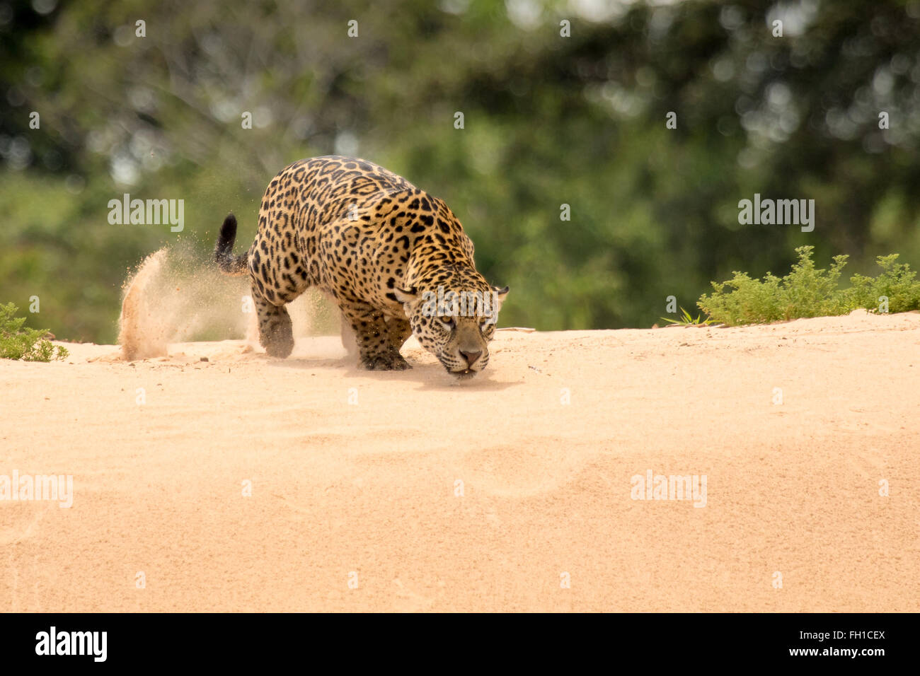 Ein wild Sub-adulten weiblichen Jaguar Jagd Kaiman im Fluss Cuiaba im Pantanal, Brasilien. Stockfoto