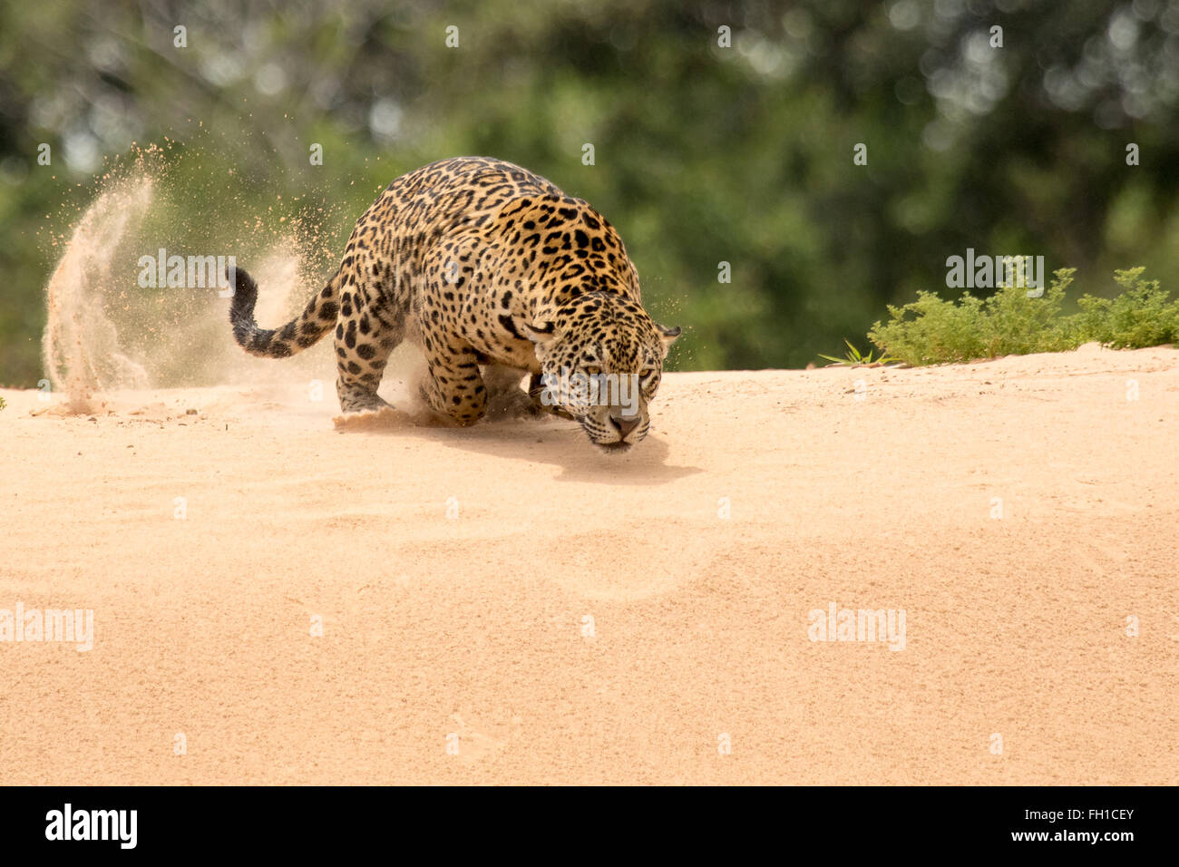 Ein wild Sub-adulten weiblichen Jaguar Jagd Kaiman im Fluss Cuiaba im Pantanal, Brasilien. Stockfoto