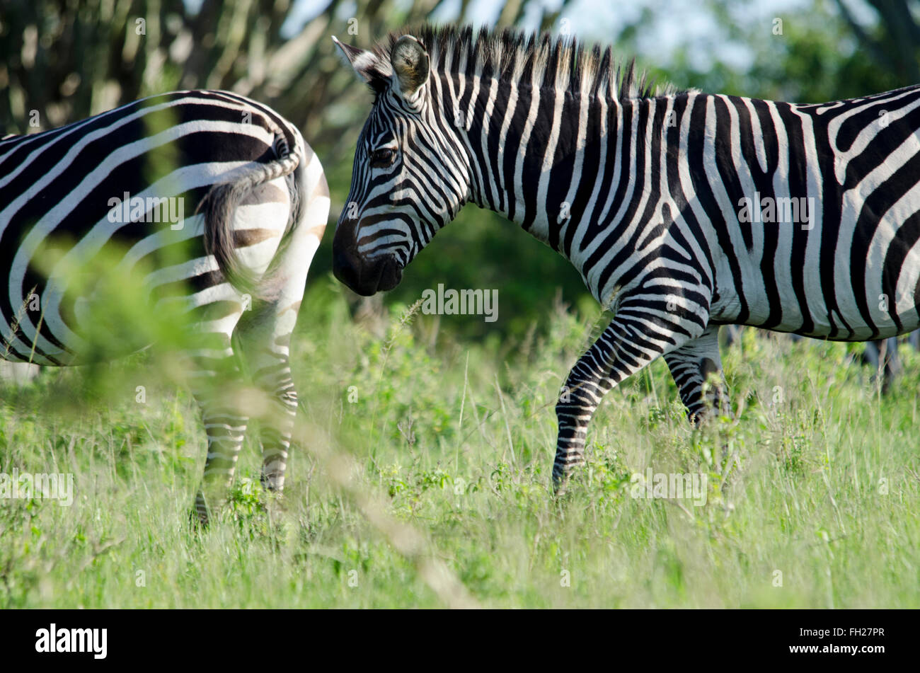 Zwei Zebras wandern von Kopf zu Endstück Stockfoto