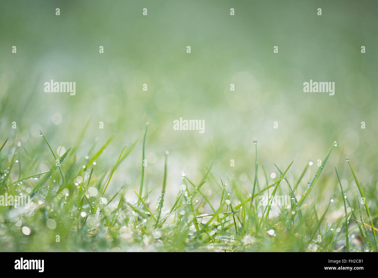 Tau auf Gras Stockfoto