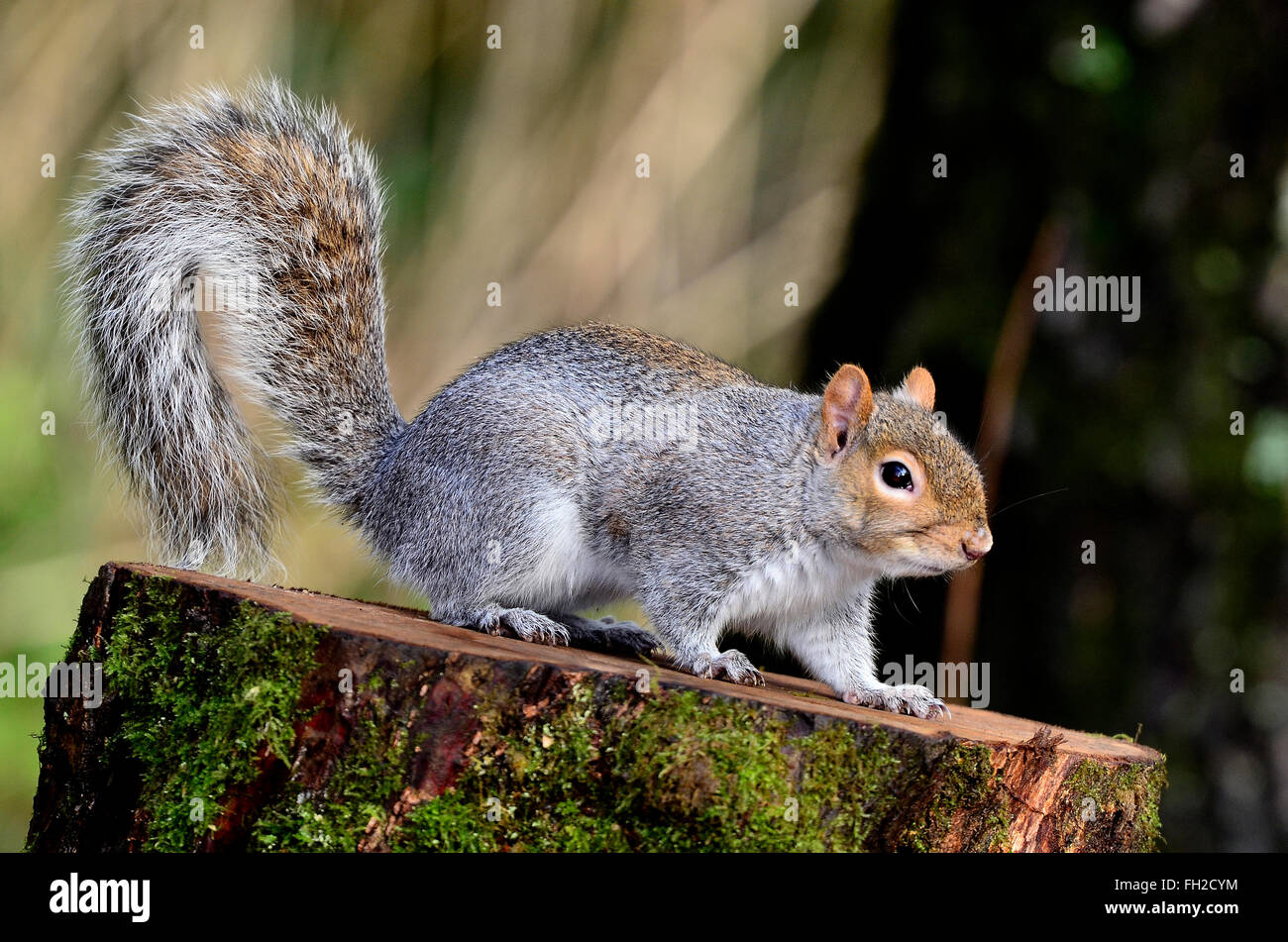Grauhörnchen auf einem Baumstumpf UK Stockfoto