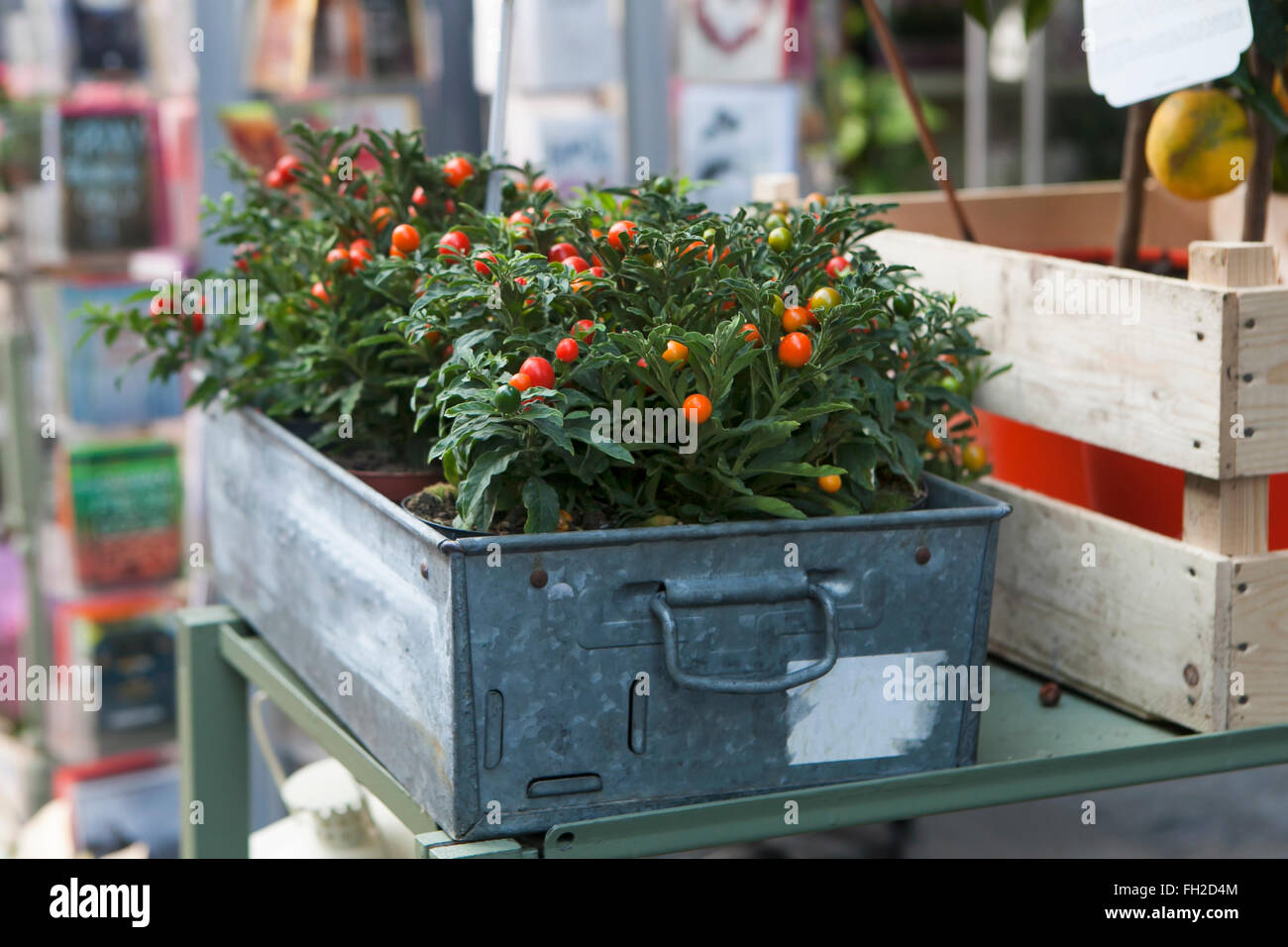 rote und grüne ornamentalen Paprika Pflanzen im Topf als Dekoration Stockfoto