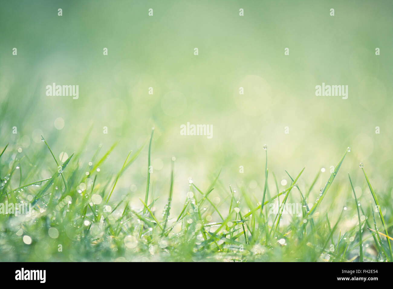 Grünen Naturrasen Hintergrund mit Textfreiraum Stockfoto