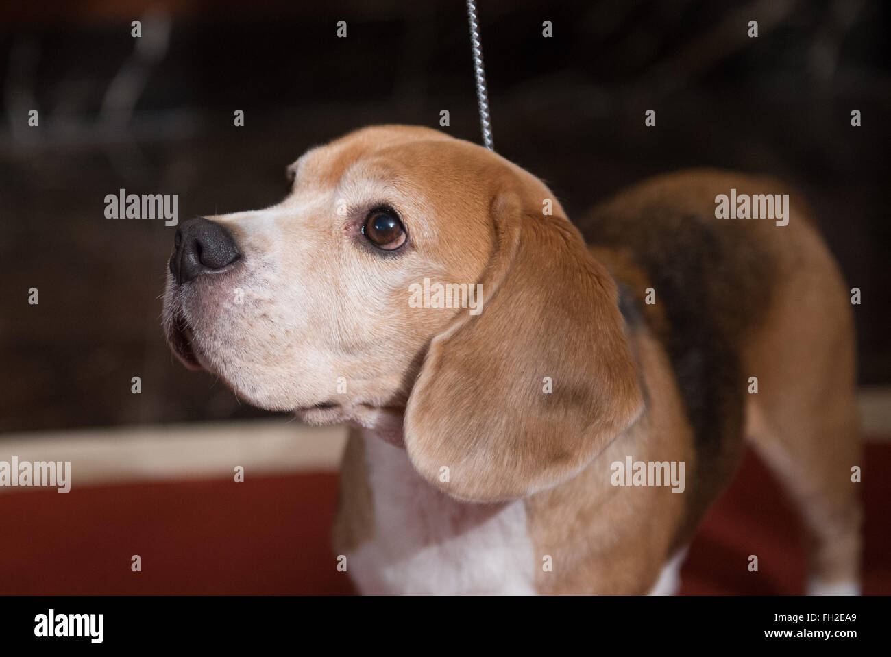 New York, NY, USA. 22. Februar 2016. Fünfte benannt beliebtesten Rasse ein Beagle Lionel, wie der American Kennel Club seine jährliche Liste der beliebtesten Hunderassen auf einer Pressekonferenz, Montag, 22. Februar 2016 veröffentlicht. © Bryan Smith/ZUMA Draht/Alamy Live-Nachrichten Stockfoto