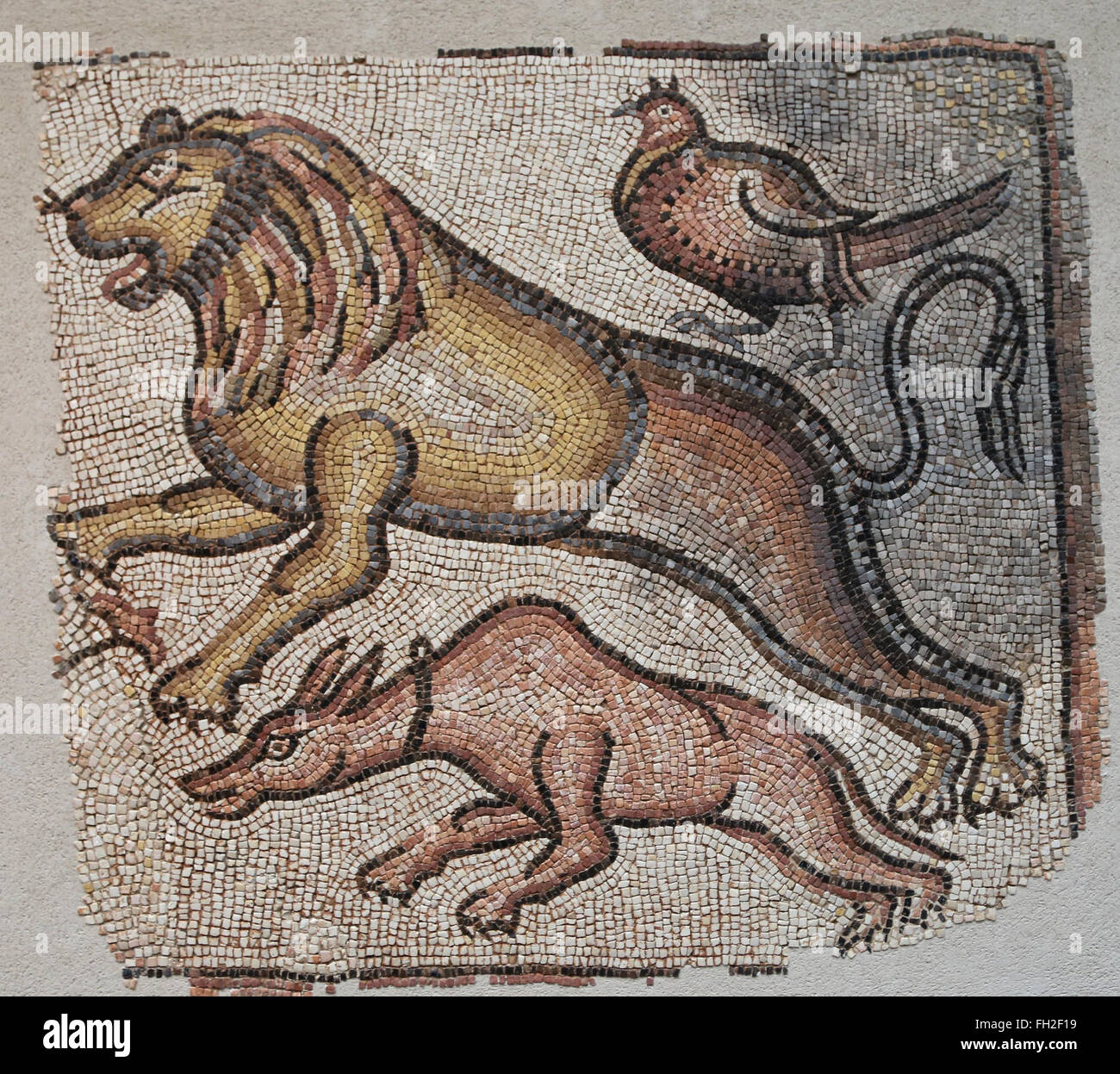 Östliches Mittelmeer römischen Mosaiken von Tieren, 5. / 6. Jahrhundert. Drei Tiere sind in der Rasse, ein Hund, ein Löwe und ein Fasan Stockfoto
