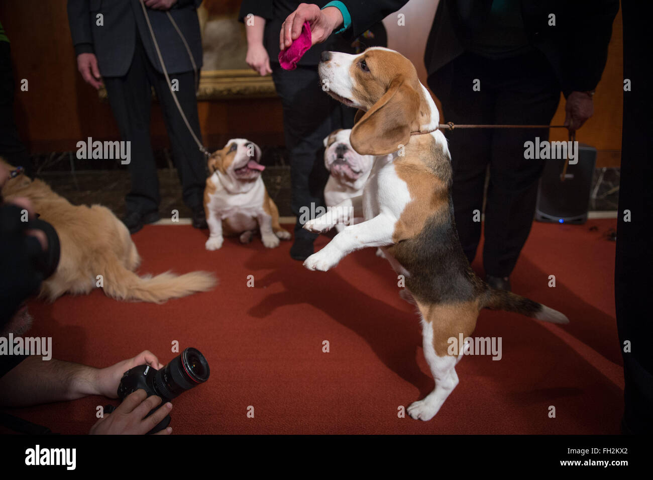 New York, NY, USA. 22. Februar 2016. Fünfte beliebtesten Rasse, ein Beagle namens Lionel, der American Kennel Club seine jährliche Liste der beliebtesten Hunderassen auf einer Pressekonferenz, Montag, 22. Februar 2016 veröffentlicht. © Bryan Smith/ZUMA Draht/Alamy Live-Nachrichten Stockfoto