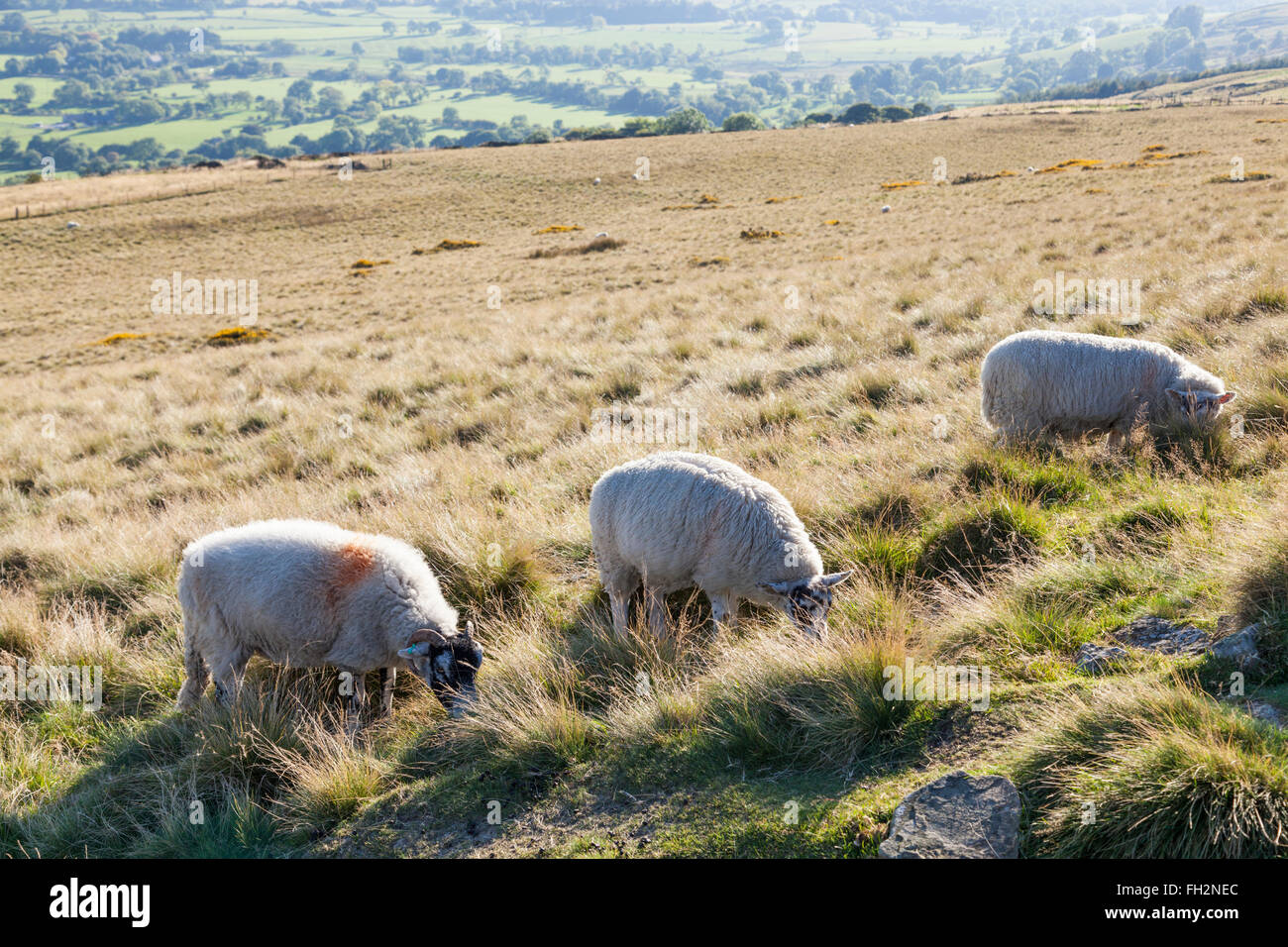 Drei Schafe weiden in der englischen Landschaft im Herbst. Verlieren Hill, Derbyshire, Peak District, England, Großbritannien Stockfoto