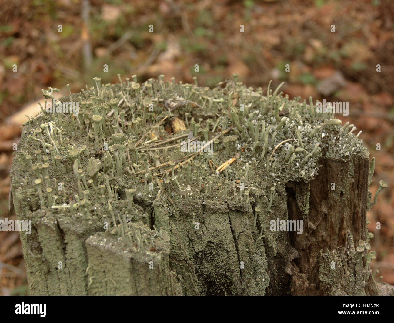 Cladonia SP. Flechten auf einem Baumstumpf Stockfoto
