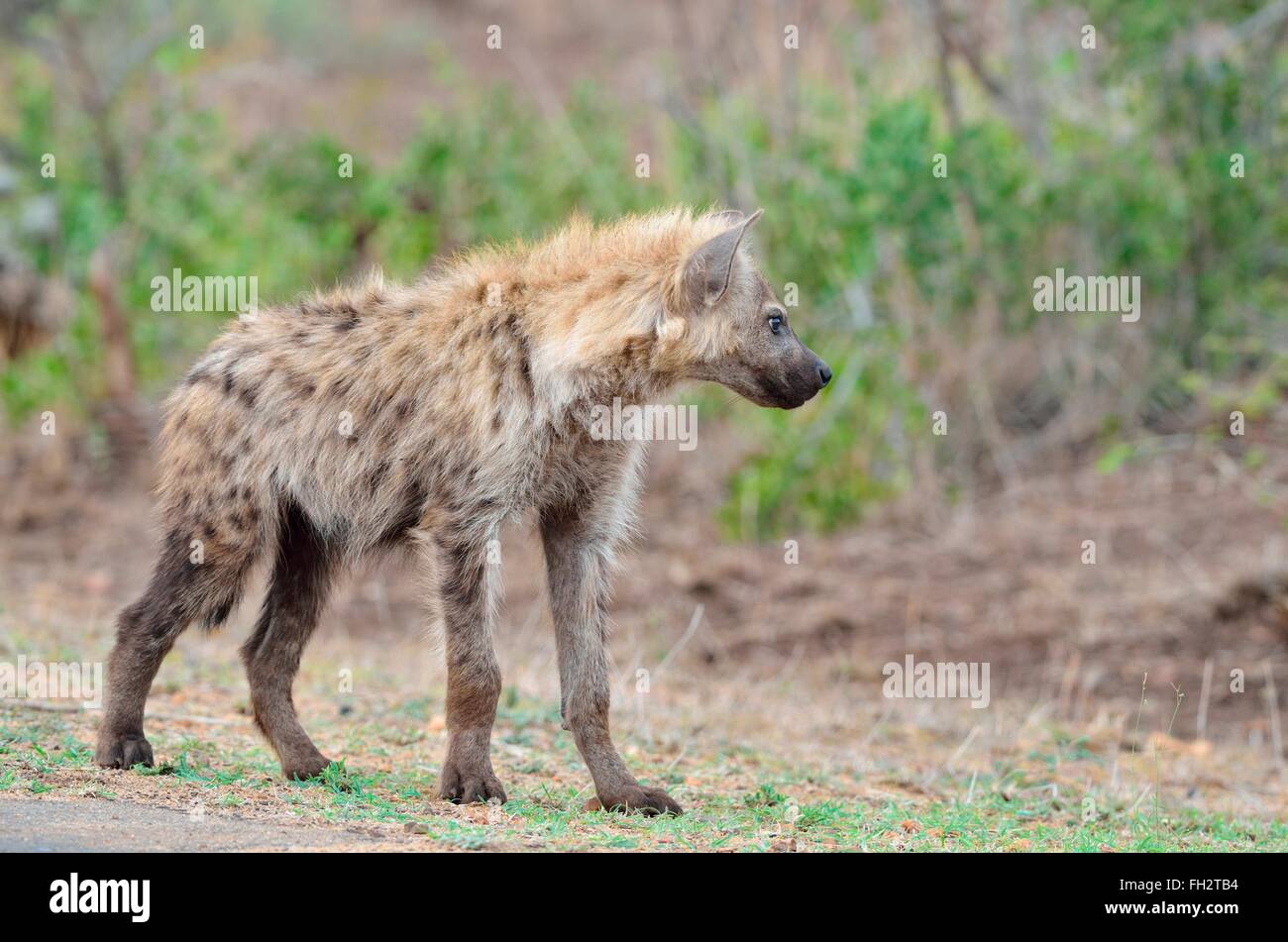 Gefleckte Hyänen (Crocuta Crocuta), junge Männer stehen am Rand der Straße, Krüger Nationalpark, Südafrika, Afrika Stockfoto