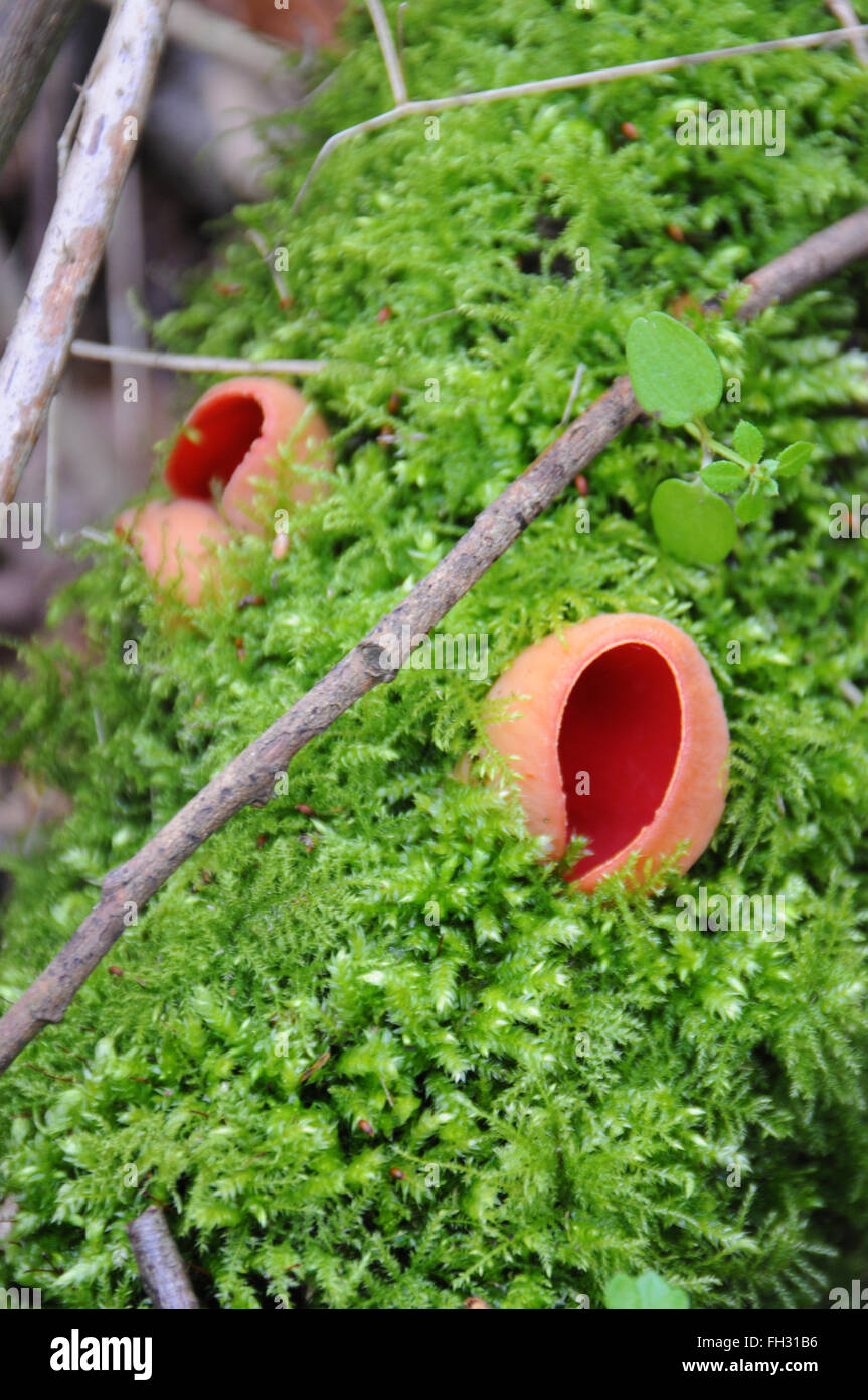 Scharlachrote Elf Cup Pilze auf grünem Moos Zweig Stockfoto