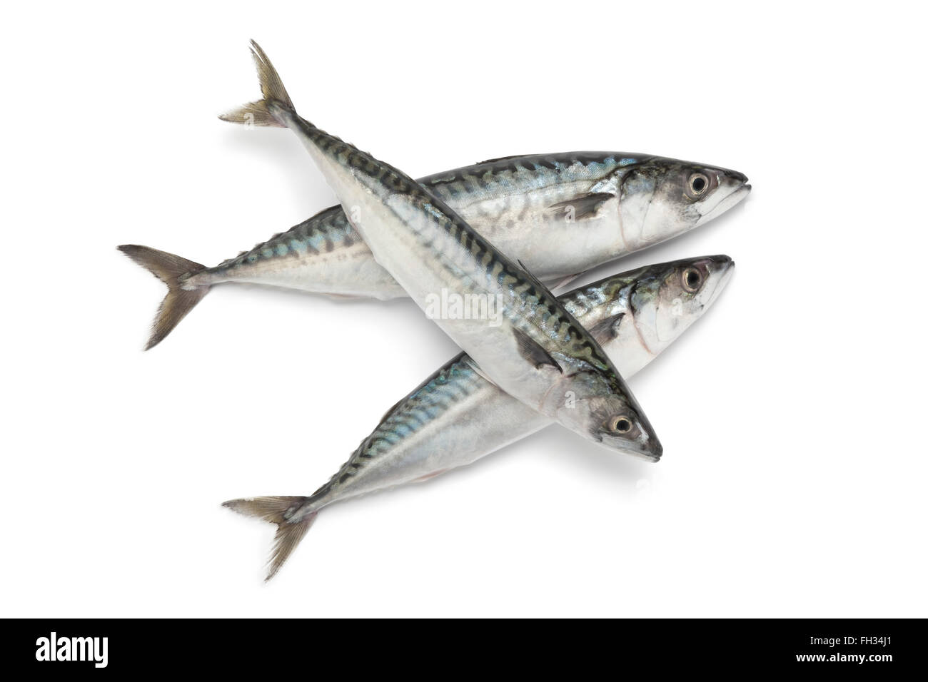 Frische Makrelen Fische auf weißem Hintergrund Stockfoto