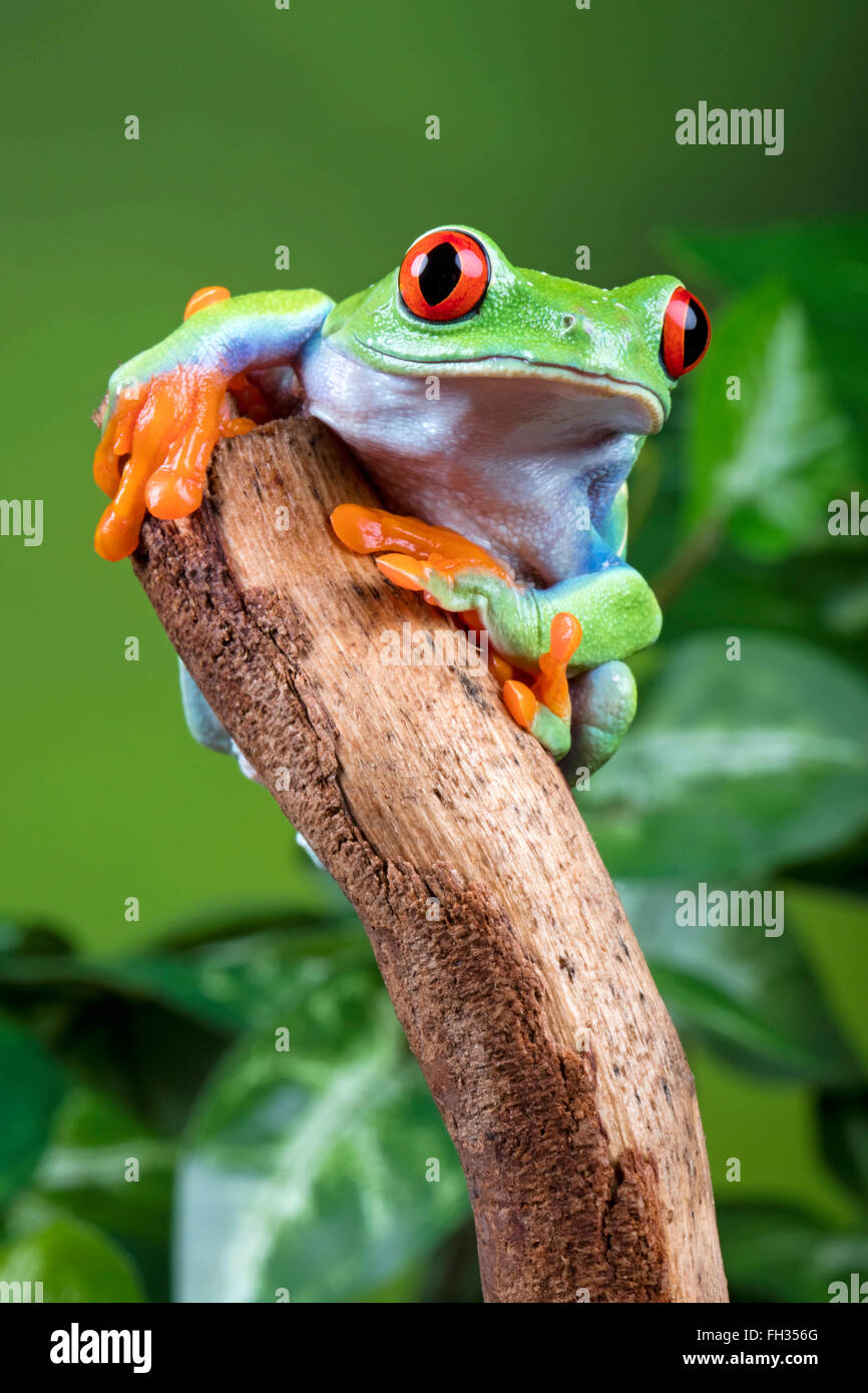 Red Eyed Tree Frog suchen neugierig auf einem Stock thront, in Gefangenschaft, mit grünem Hintergrund. Mit Eigenschaft lösen. Stockfoto