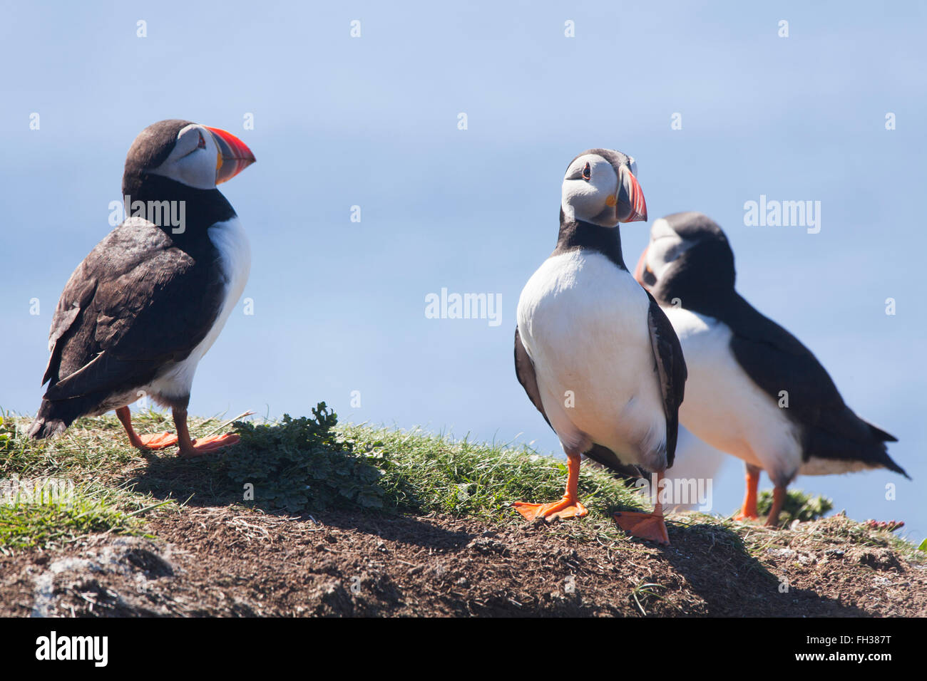 3 Papageientaucher stehen auf dem Rasen auf der Isle Of Man, Schottland. Stockfoto