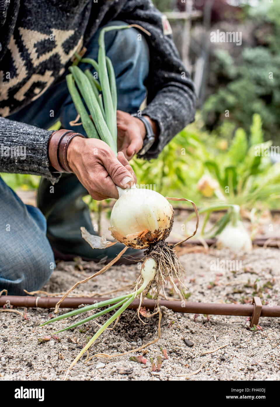 Hände von einem jungen Mann die Ernte Reifen Zwiebeln in einem Gemüsegarten. Stockfoto