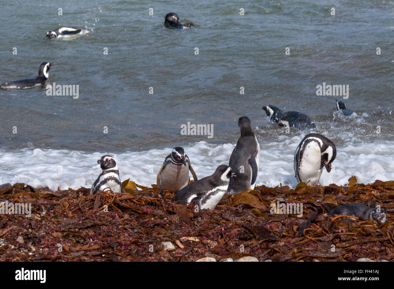 Viele Magellan-Pinguine in natürlicher Umgebung am Seno Otway Pinguin-Kolonie in der Nähe von Punta Arenas in Patagonien, Chile Stockfoto