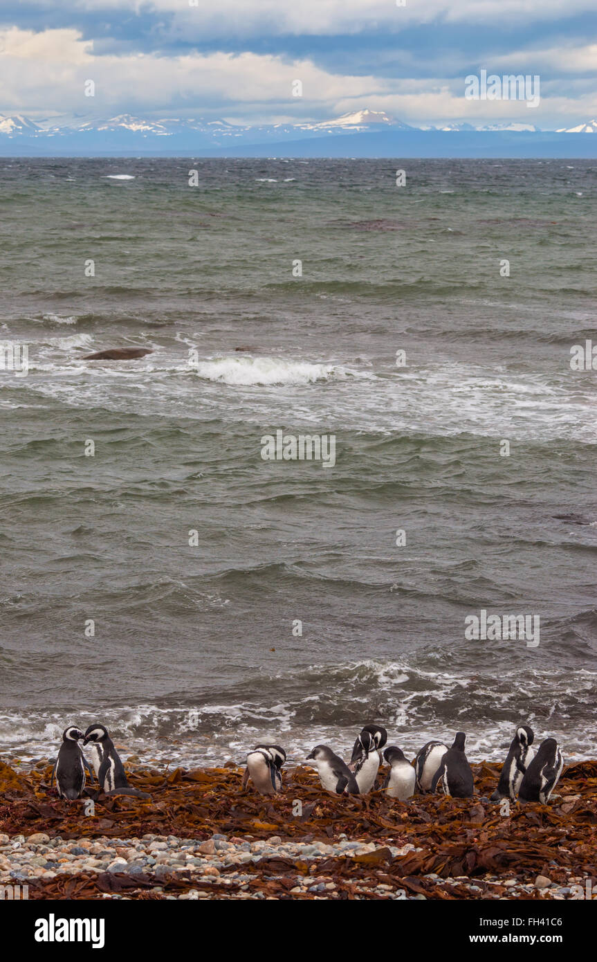 Kolonie von Magellan-Pinguine (Spheniscus Magellanicus) am Seno Otway in der Nähe von Punta Arenas in Patagonien, Chile Stockfoto