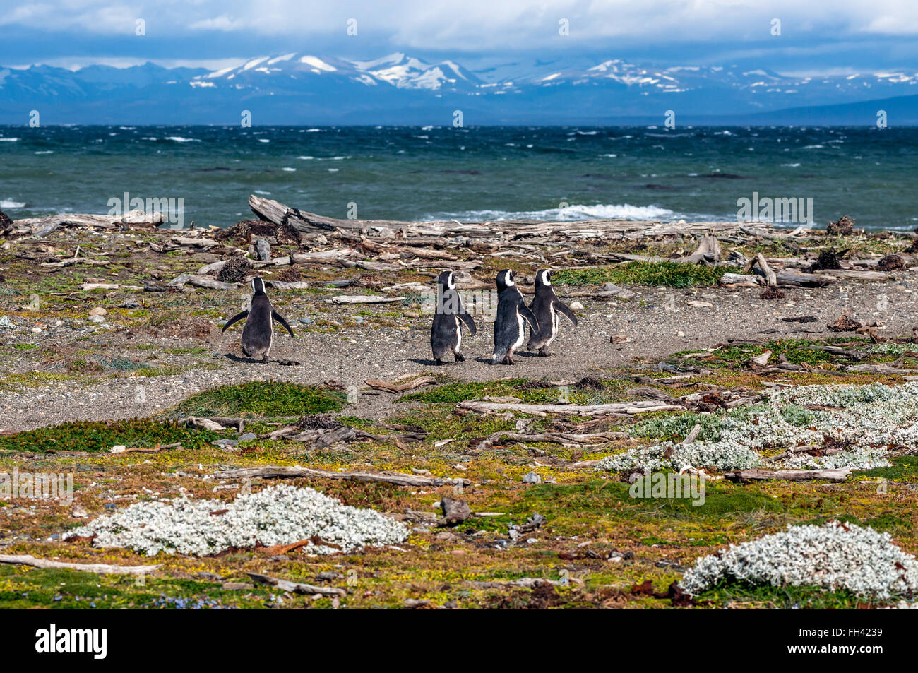 Viele Magellan-Pinguine in natürlicher Umgebung am Seno Otway Pinguin-Kolonie in der Nähe von Punta Arenas in Patagonien, Chile Stockfoto