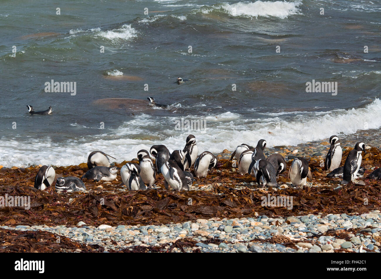 Kolonie von Magellan-Pinguine in Patagonien sauber am Ufer, Chile Stockfoto