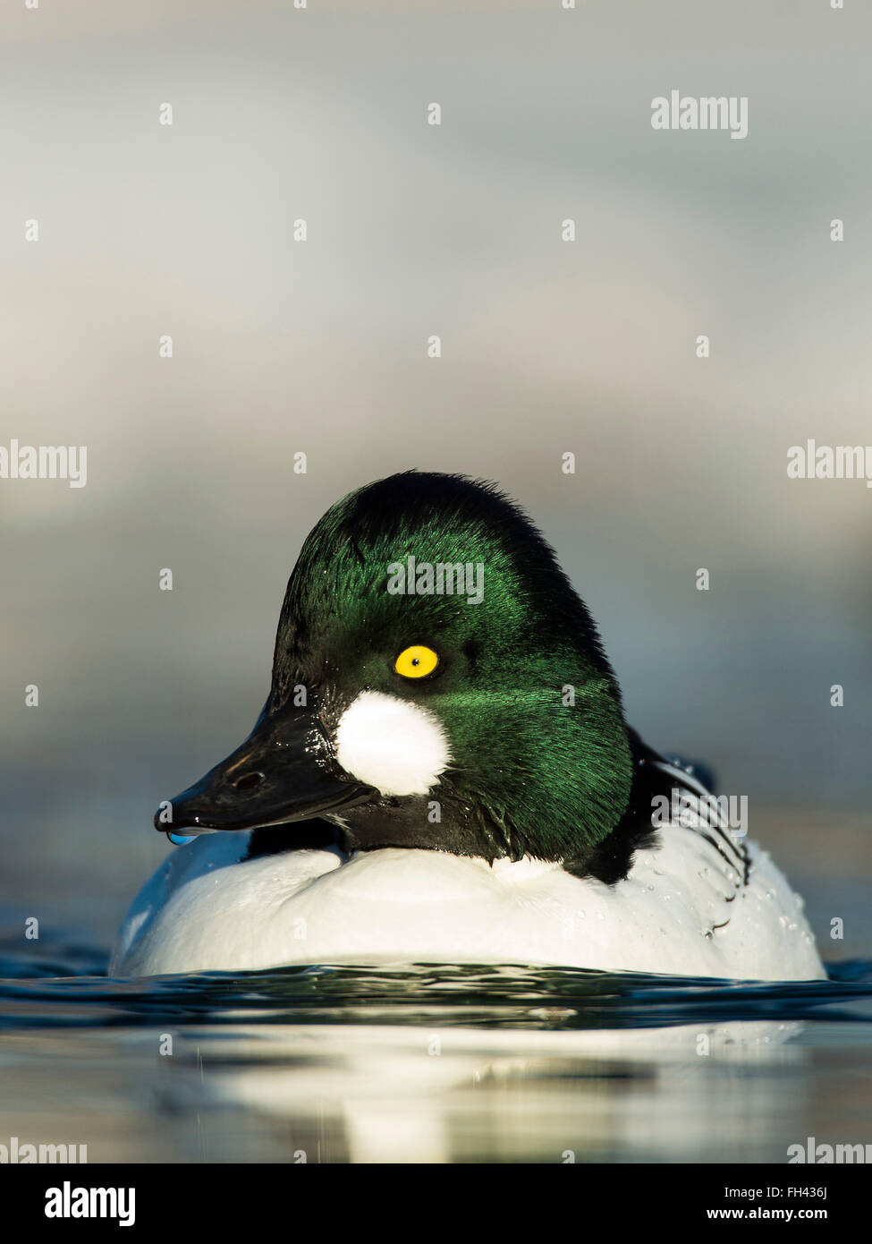 Drake gemeinsame Schellenenten Stockfoto