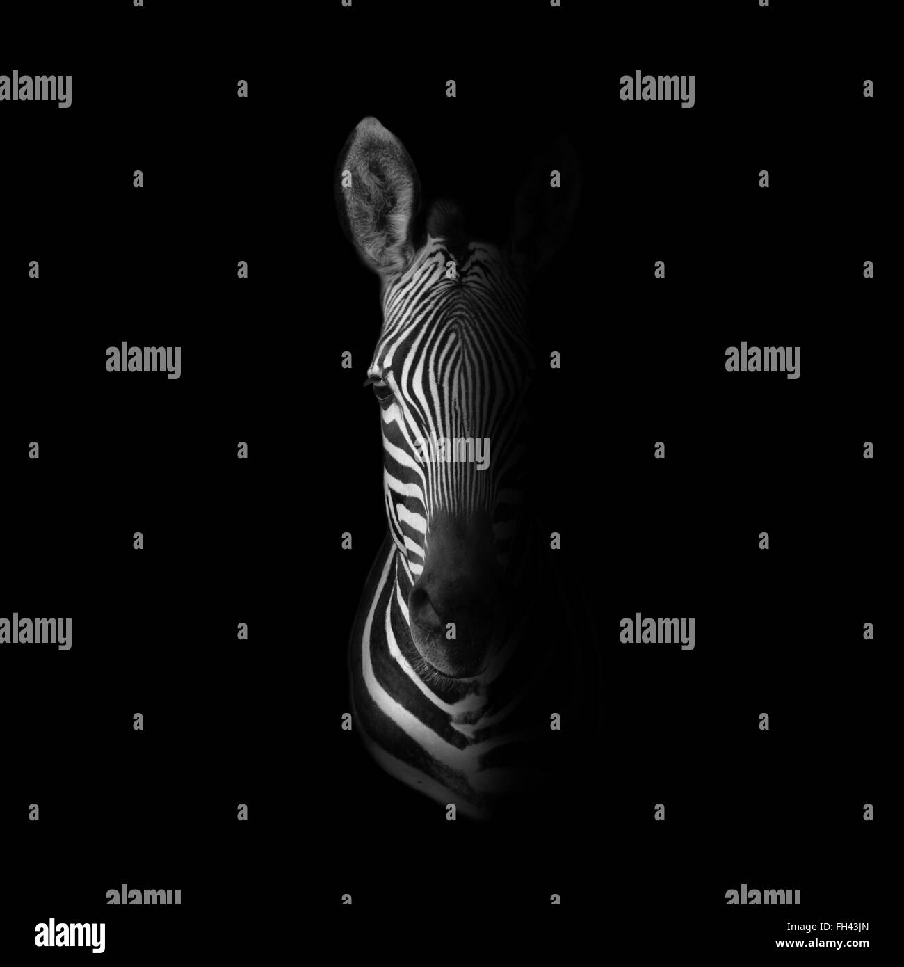 Dunklen Monochrom Porträt eines Cape Mountain Zebras Stockfoto