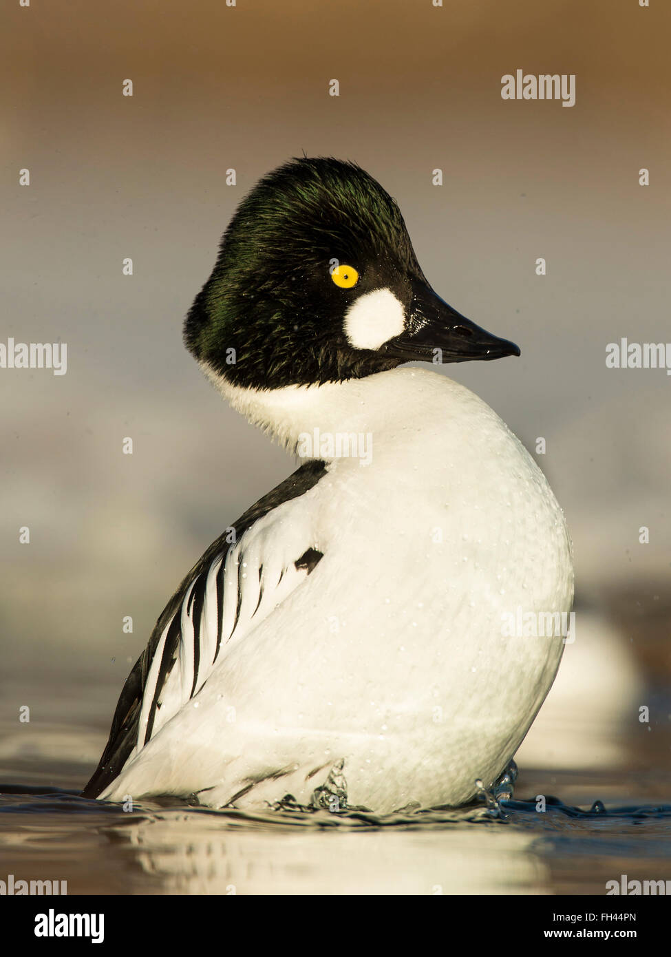 Drake gemeinsame Schellenenten Stockfoto