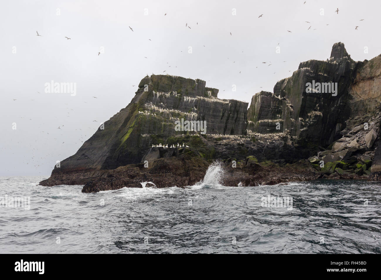 Little Skellig Insel Skellig, Kerry, Irland. Tölpel fliegen overhead Stockfoto
