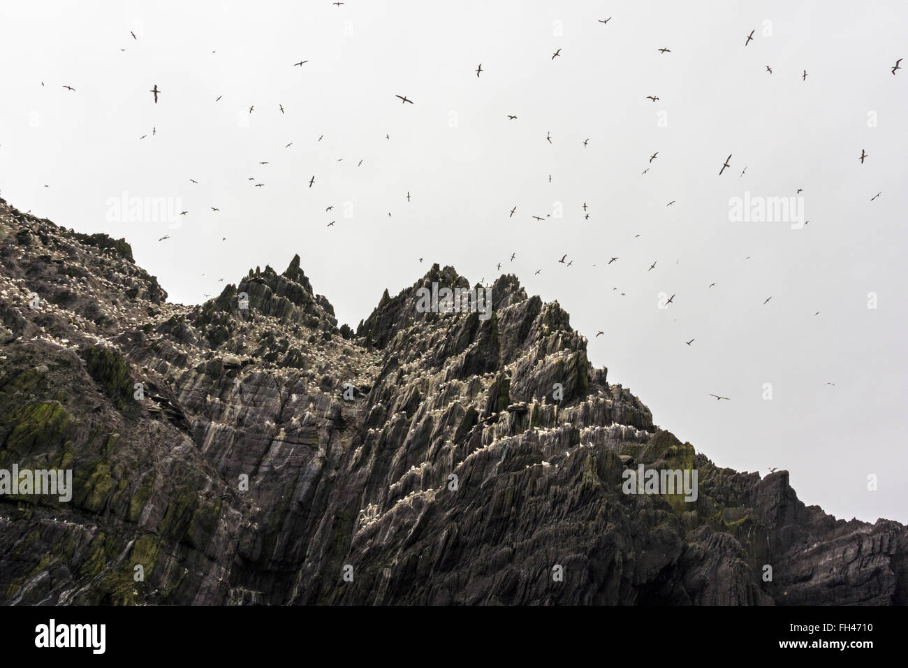 Eine Kolonie der Basstölpel fliegen und Schlafplatz auf Little Skellig, Kerry, Irland Stockfoto
