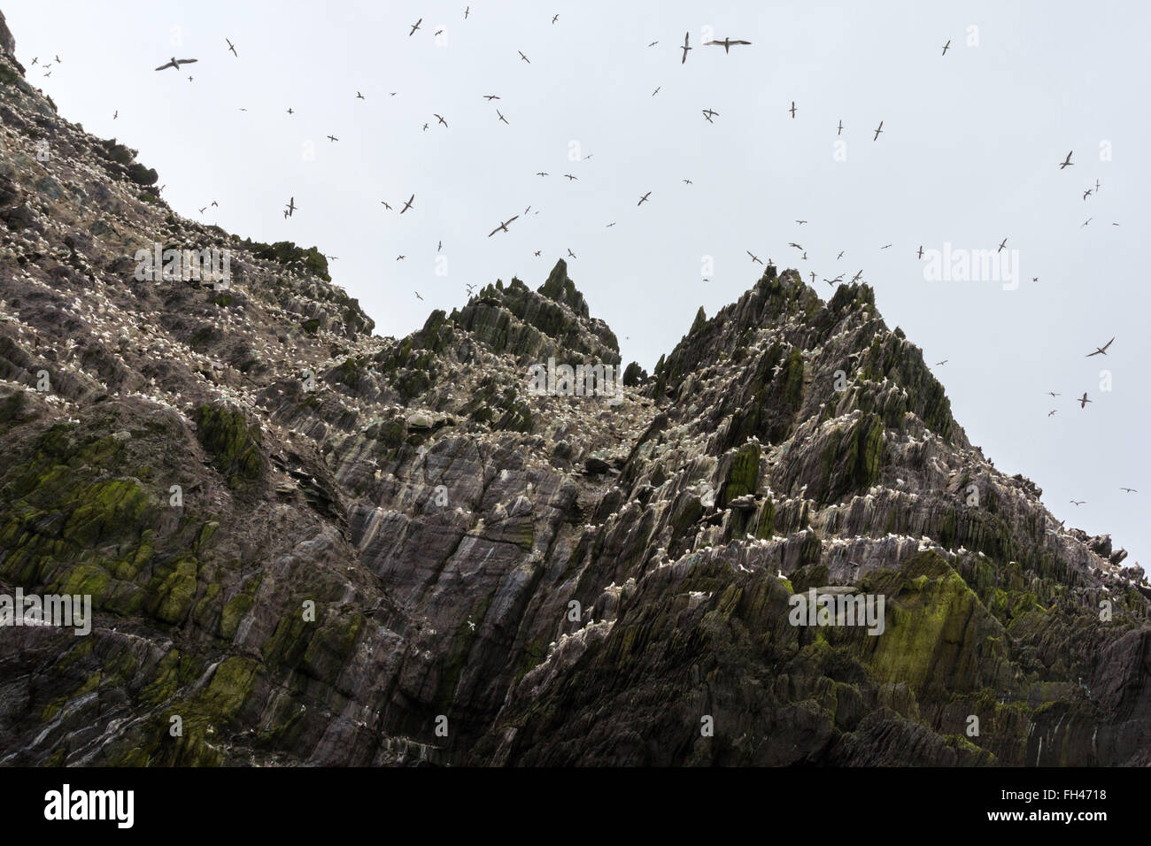 Eine Kolonie der Basstölpel fliegen und Schlafplatz auf Little Skellig, Kerry, Irland Stockfoto