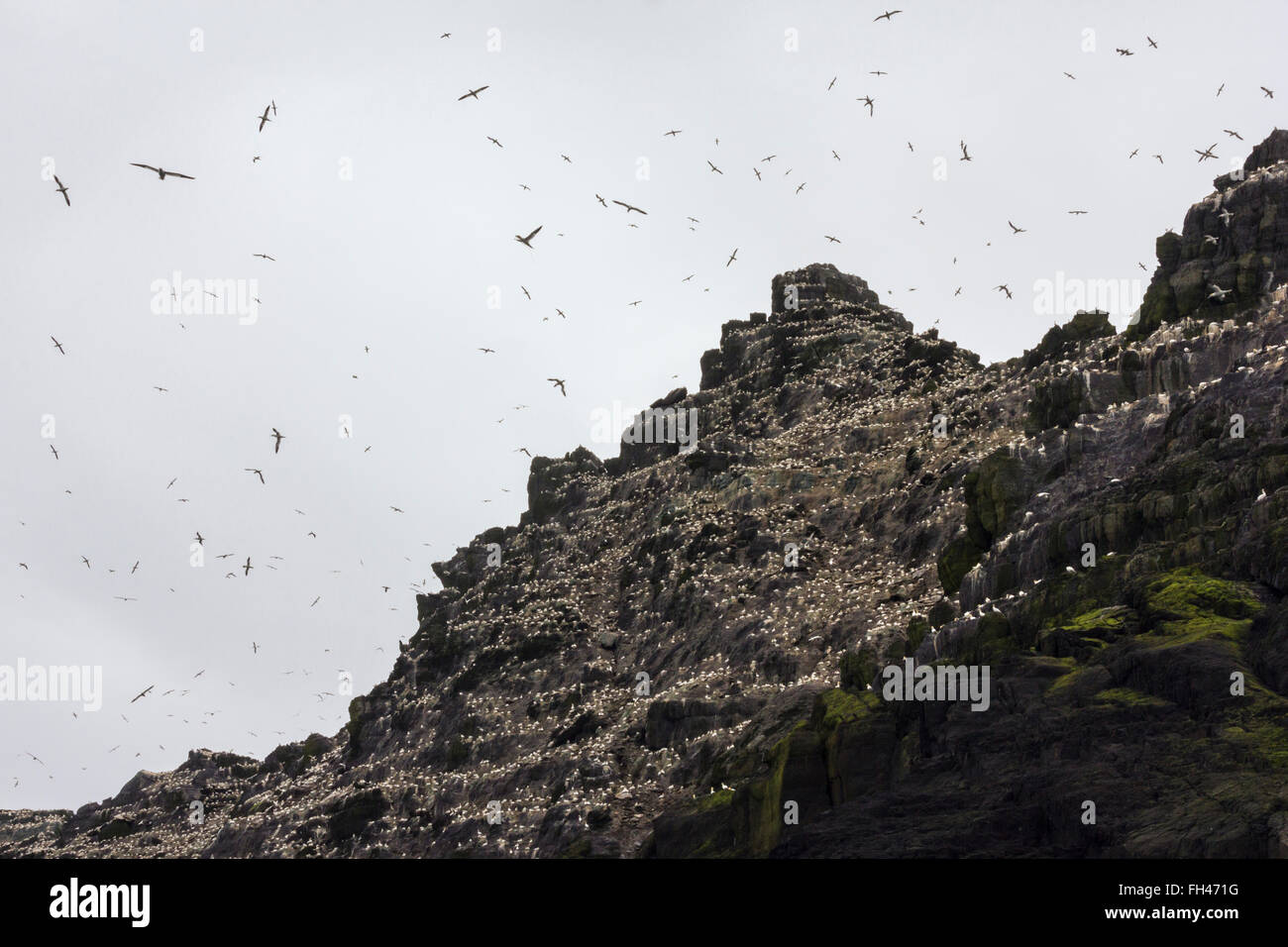 Eine Kolonie der Basstölpel fliegen und Schlafplatz auf Little Skellig, Kerry, Irland Stockfoto