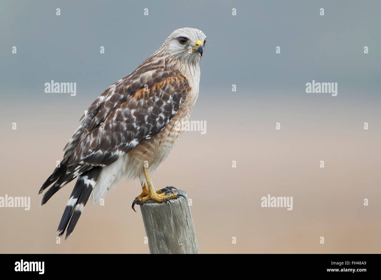 Rot-geschultert Falke (Buteo Lineatus) stehen am Zaun post, Florida, USA Stockfoto