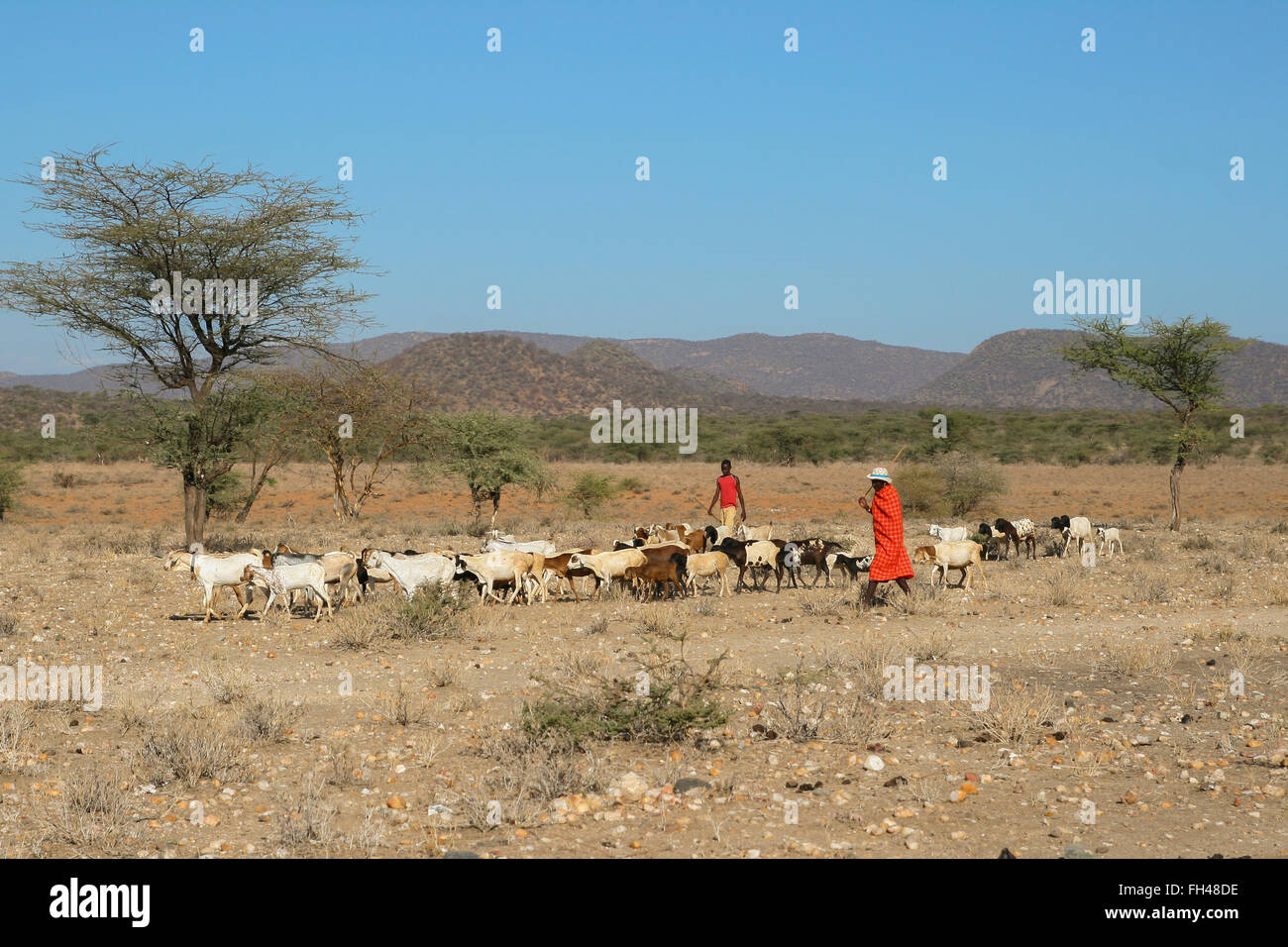 Gruppe von unbekannten Menschen in Afrika von Samburu Stammes, kümmert sich um Vieh Stockfoto