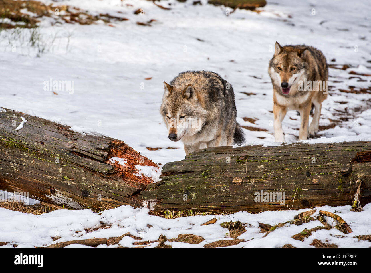 Zwei graue Wölfe / graue Wolf (Canis Lupus) auf der Jagd läuft über gefallenen Baumstamm in einem Wald im Schnee im Winter Stockfoto