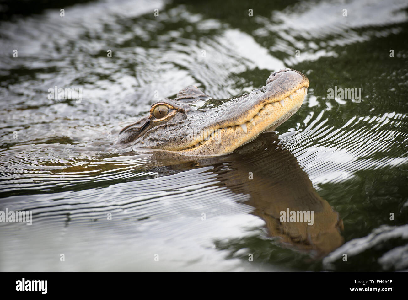 Alligator Kopf Schuss Stockfoto