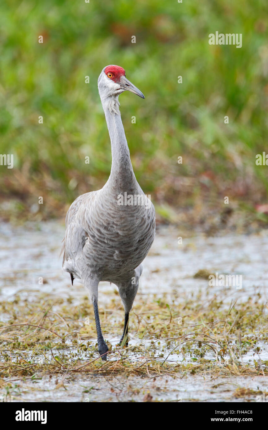 Sandhill Kran (Grus Canadensis) zu Fuß in den Sumpf, Florida, USA Stockfoto