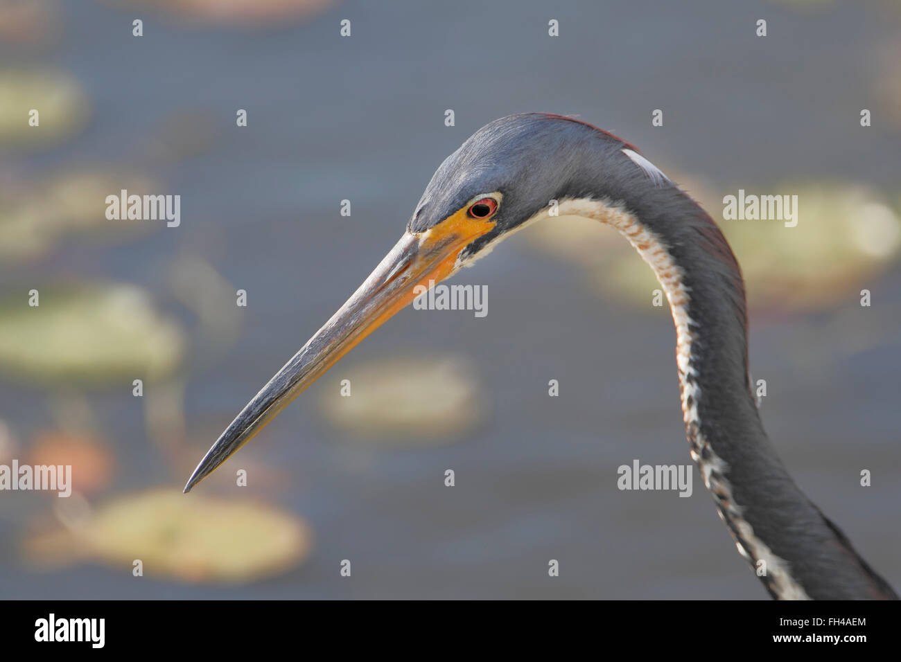 Dreifarbigen Heron (Egretta Tricolor) Porträt, Florida, USA Stockfoto