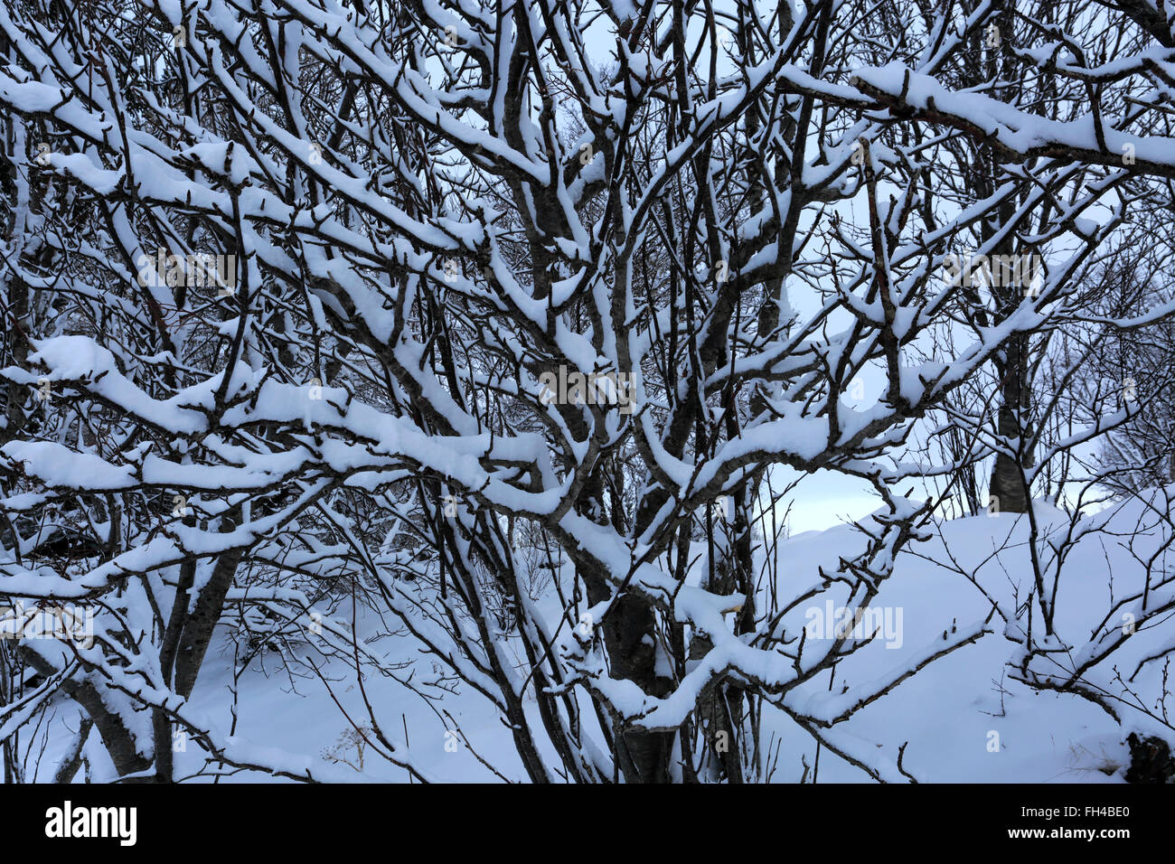 Winter Schnee Blick über Pingvellir Nationalpark, UNESCO-Weltkulturerbe, Süd-West-Island, Europa. Stockfoto