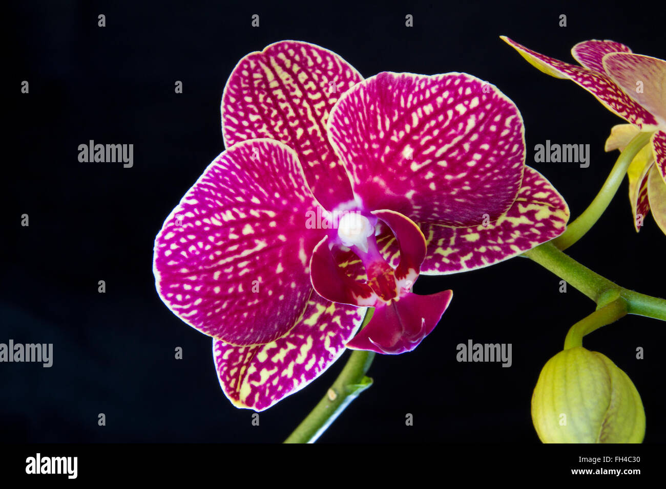 Foto von Motte Orchidee vor einem dunklen Hintergrund erfasst Stockfoto