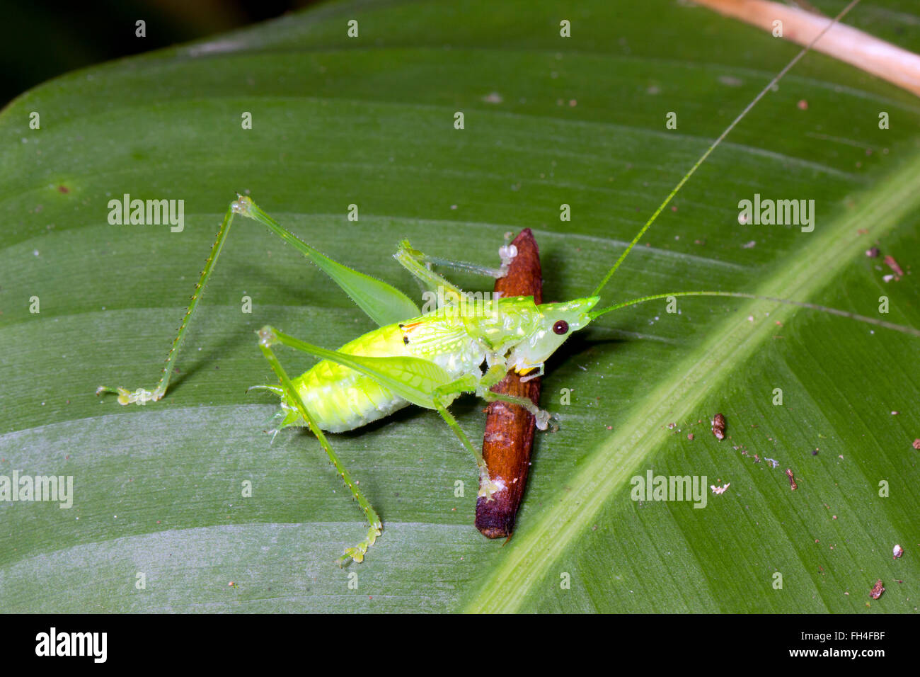 Eine juvenile Conehead Grashuepfer (Familie Tettigoniidae) Essen ein Stück Fallobst auf einem Regenwald Blatt, Provinz Pastaza, Ecuador Stockfoto