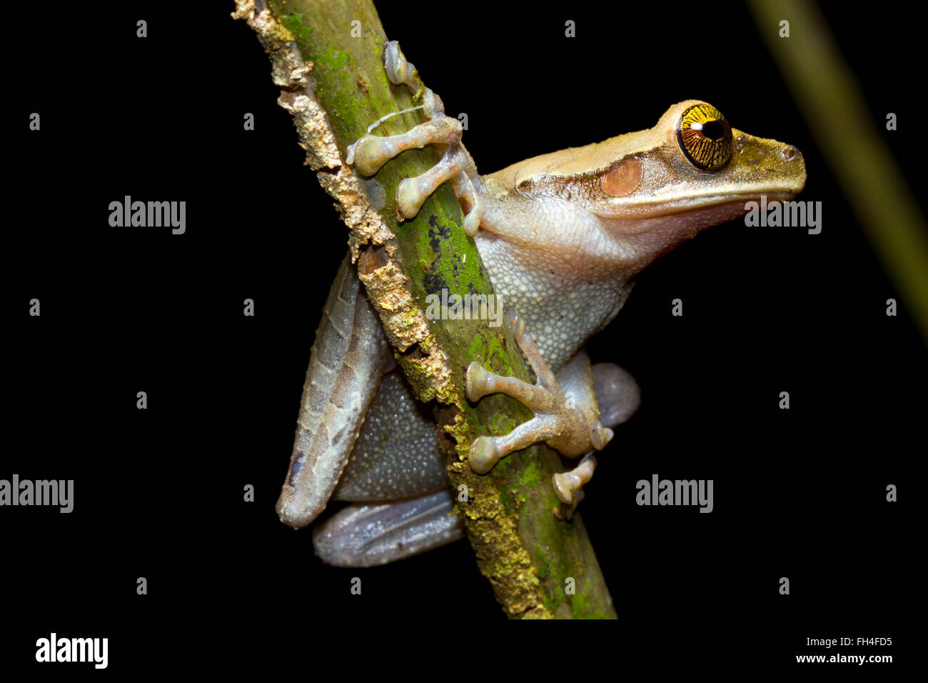 Plattköpfig Bromelie Treefrog (Osteocephalus Planiceps) auf einem Regenwald Ast, Provinz Pastaza, Ecuador Stockfoto