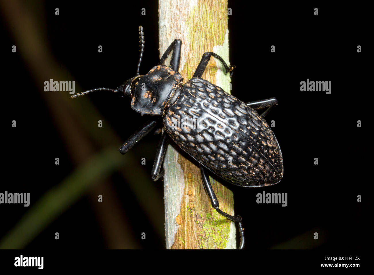 Große fliegen Käfer (Familie Tenebrionidae) auf einem Ast in den Regenwald, Provinz Pastaza, Ecuador Stockfoto