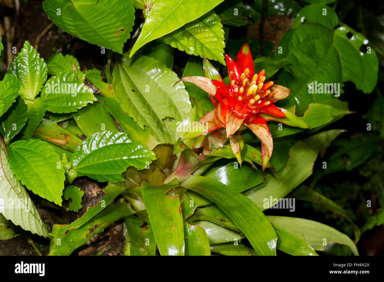 Bromelie (Guzmanie SP.) wächst auf einem Baumstamm in den Regenwald Unterwuchs, Provinz Pastaza, Ecuador Stockfoto