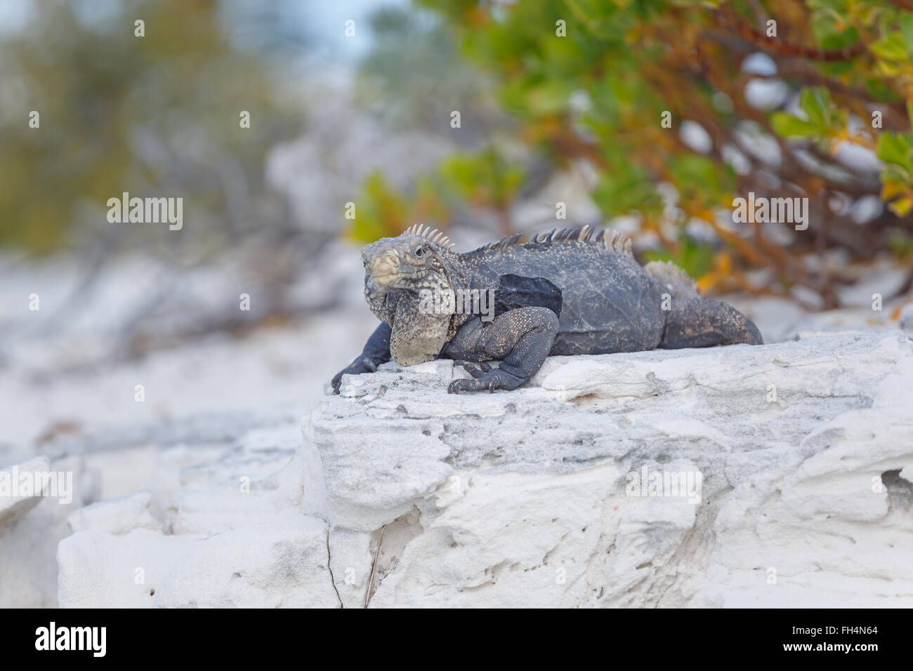Kubanischen Leguan, Tierwelt. Cayo Largo Stockfoto