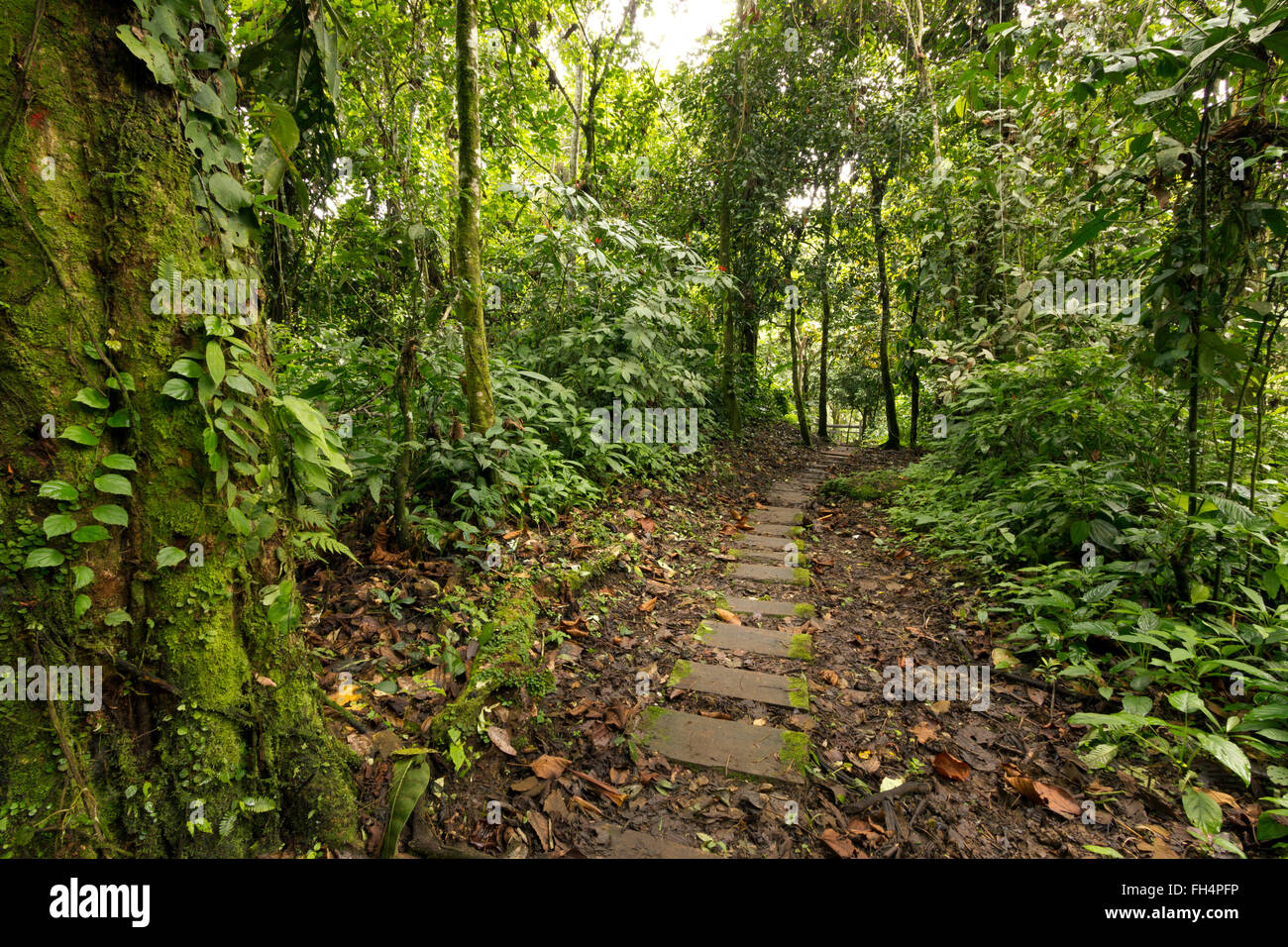 Rustikalen Pfad durch den tropischen Regenwald in der Provinz Pastaza, Ecuador Stockfoto