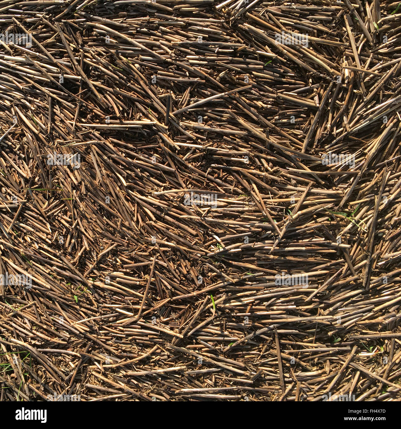 Nahaufnahme des Bodens mit Stroh in einem Bauern Feld bedeckt Stockfoto