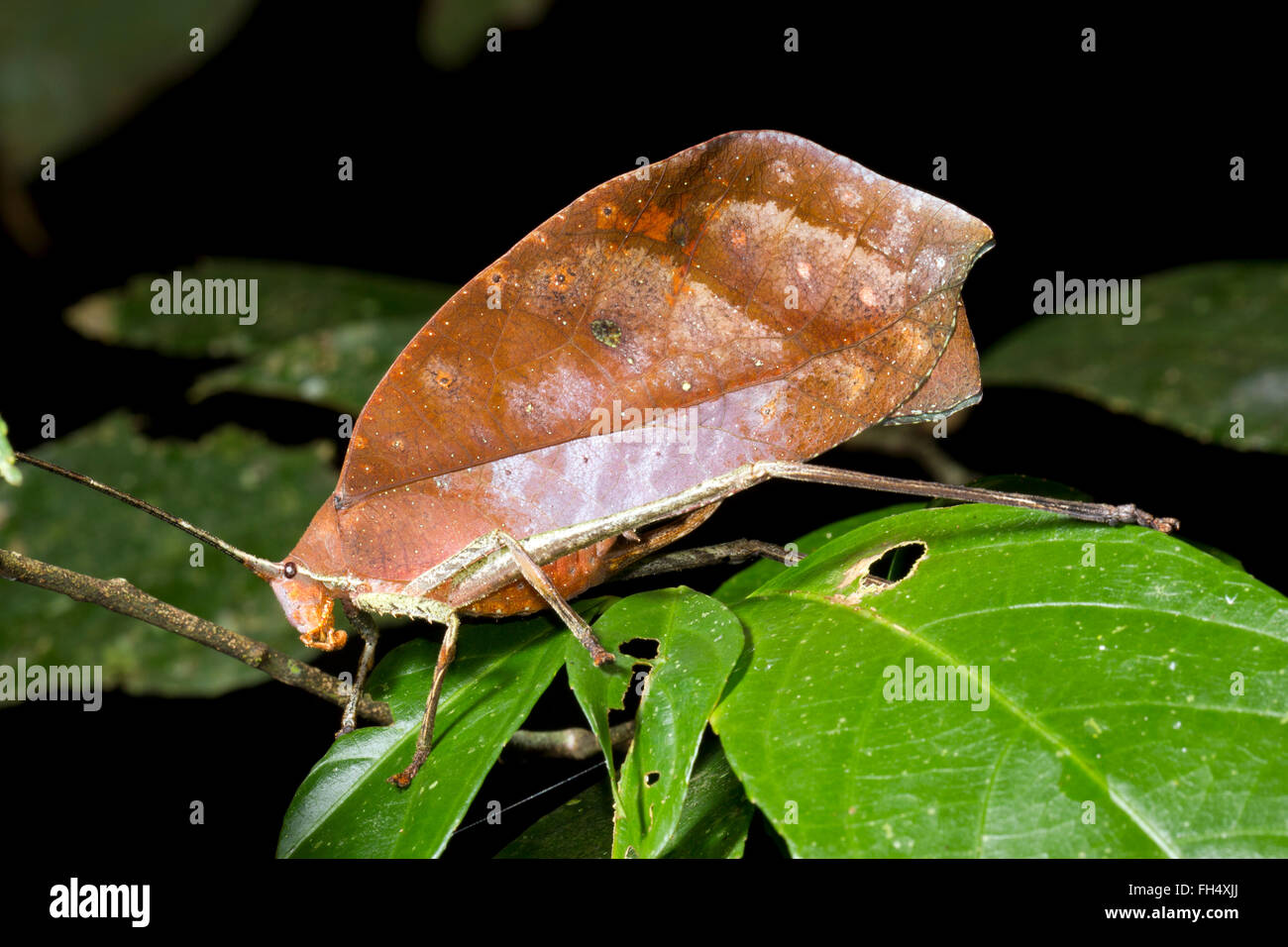 Leaf mimischen Grashuepfer (Pterochroza Ocellata, Familie Tettiginiidae) in den Regenwald Unterwuchs, Provinz Pastaza, Ecuador Stockfoto